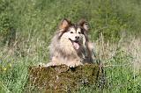 CHIEN FINNOIS DE LAPONIE 297